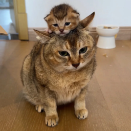 datmeowteam-astropack icon