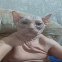 denis773-TestMod icon