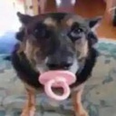 dogwithpacifier-dogwithpacifier_suitpack icon