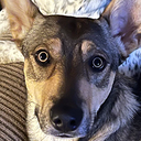 dondardar-GeorgPackV3 icon