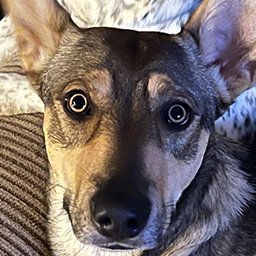 dondardar-GeorgPackV3 icon