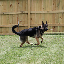 dondardar-GorgV5Pack icon