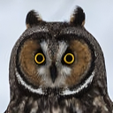 doomahreal-OWLPROJECTILE icon