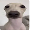 dryjzz-Russian_songs icon