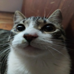 edgerunning-im_edgerunning_rn icon