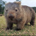 elwombo-WomboPack icon