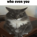 felipeortiz2501-LthalMiau icon