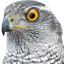 fischeBreitling-Fisch_Suite icon