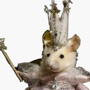 flav-TorahBoxFun icon