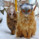 fluffycats-fluffycats_update icon