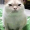 frens-TvForFrens42 icon