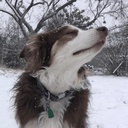 froggodoggofemme-Doggy_Pic_Posters icon