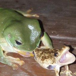 fuckbrimz-Lethal_Brimz_Pack icon