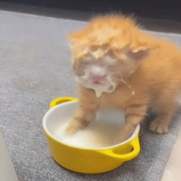 g00bers-goober_pack icon