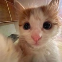 gay_ppl-Wall_Nerds_modpack icon