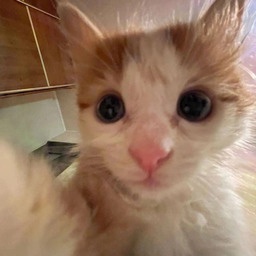 gay_ppl-Wall_Nerds_modpack icon