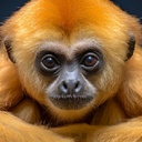 gibbons-gibbons_pack icon