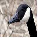 gigi_modpack-guiguimodpack icon