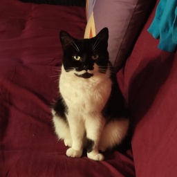 goobergang-SubmitToEgodeath icon