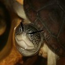 gr0bill-gblebg_posters icon