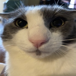 heyliamwade-sogtape icon