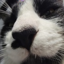 hi_this_is_team-Doot_TipTap icon