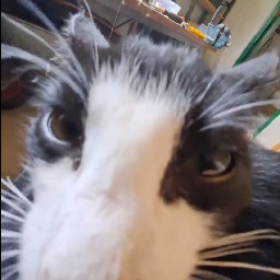 hiii-wonkamaxxing icon