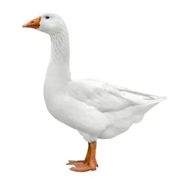 honse-bestmodpackevahhh icon