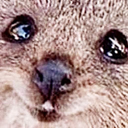 hr_jgm-repo_Korean_ icon