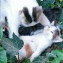 i8do-BadCompany icon