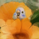 ilkankus-Birds_Modpack icon