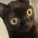 imanoobateverything-sillygoobers icon