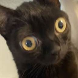 imanoobateverything-sillygoobers icon