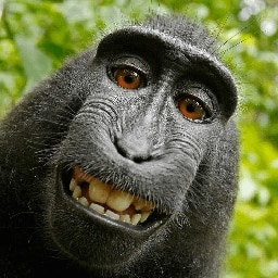 iwikdrol-iwikdrolmusicpack icon