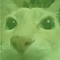 jackybob_inc-ringtail_company icon