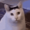 jt_and_mer-Huh_Cat_Coilhead icon