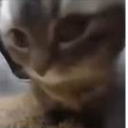 jt_and_mer-TimTam_Caramelldansen icon