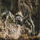 jt_and_mer-kumonga_spider icon