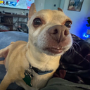 kaapodawg-Kaapo_Pack icon