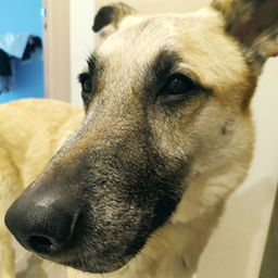 kossnikita-Archi icon