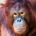 kroissant-MoreSuits_Orangutan icon