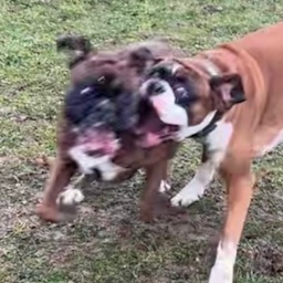 leahnudle-opie_modpack_plus icon