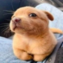 lightningalt-KeedsVideos icon