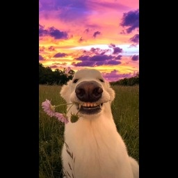 loopy-sillyphotos icon