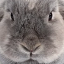 loser_squad-xyzLoserSquadEssentials icon