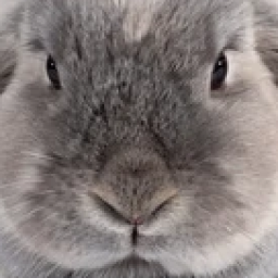 loser_squad-xyzLoserSquadEssentials icon