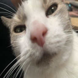 magentagaming-Magenta icon