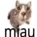 maow-miau icon