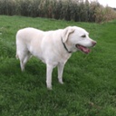 mela-MeladroitTVLoader icon