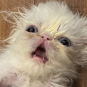 mimichyuu-Mimo_Mix icon